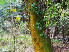 -青芝山风景名胜区