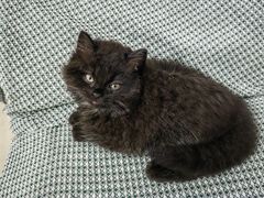 -瑞派罗医生宠物诊所(古镇分所)