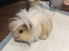 -藦茜花园宠物主题亲子互动体验馆(国顺东路店)