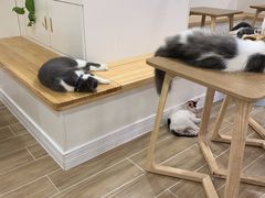 -李小姐の猫咖啡馆(五角场店)
