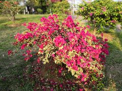 -东莞植物园