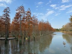 -泗洪洪泽湖湿地景区