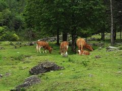-硗碛藏寨·神木垒景区