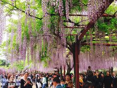 -嘉定紫藤园