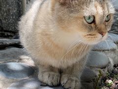 -喵屿·大理花园猫咖