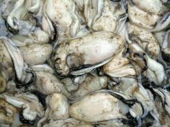 刚开的生蚝-浪琴湾尾角仔海鲜坊