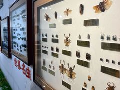 -上海昆虫博物馆