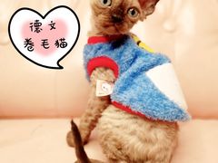 -70cat德文卷毛猫·缅因猫纯种猫舍