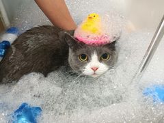 -车接车送·寄养洗护·德文猫舍(大宁店)