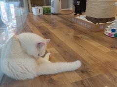 -袖虎·猫馆(体育西路店)