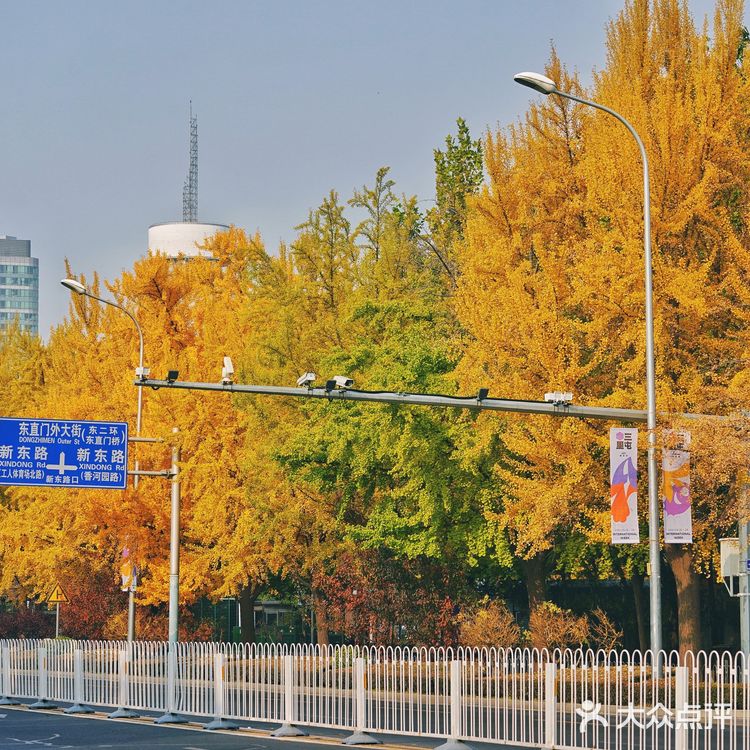 北平之秋｜银杏季｜东直门外大街
