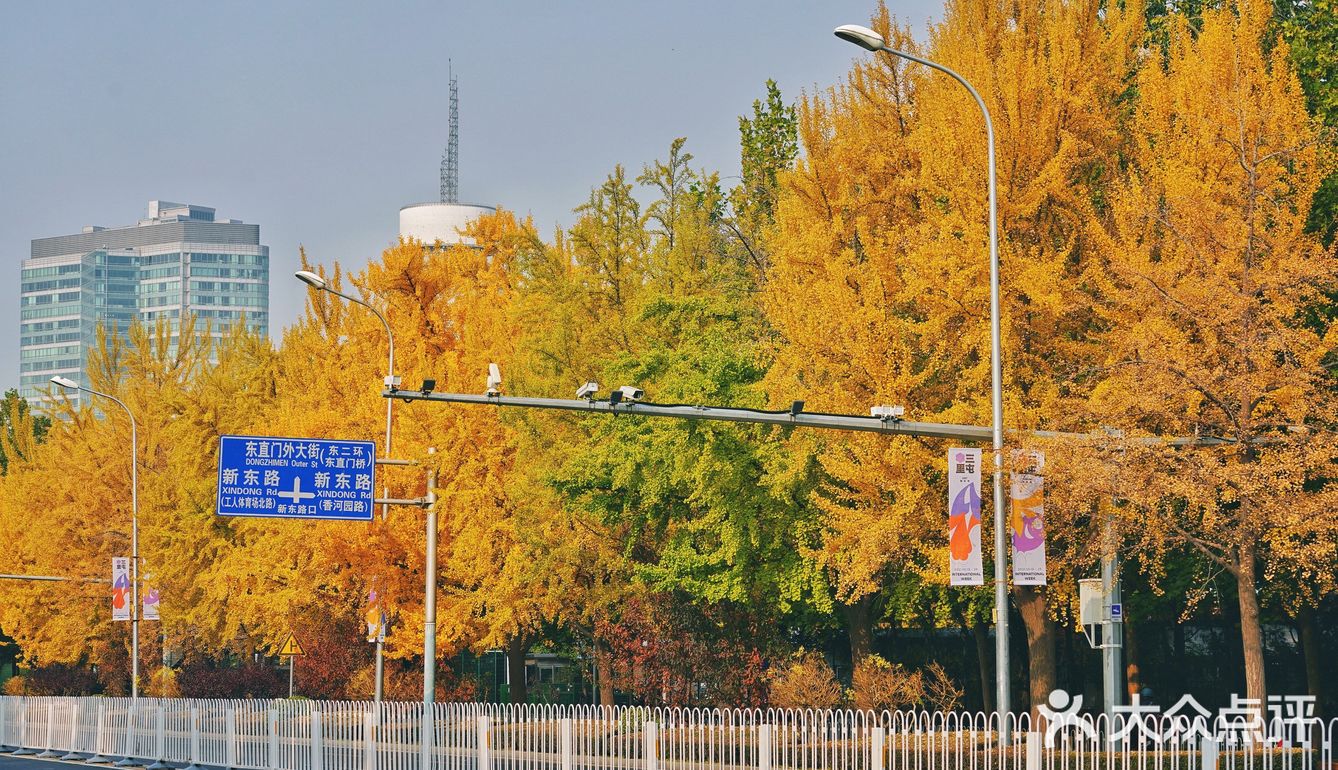 北平之秋｜银杏季｜东直门外大街