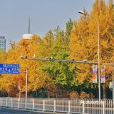 北平之秋｜银杏季｜东直门外大街