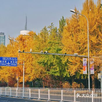 北平之秋｜银杏季｜东直门外大街