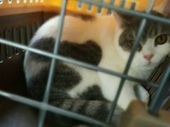 -Bastet sally猫舍购宠(静安店)