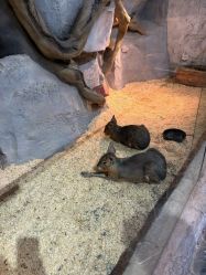 -Zoolung Zoolung动物主题公园(海信广场店)