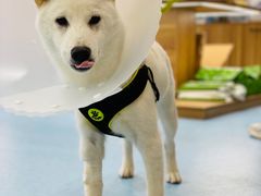 -萌兽医馆·犬猫专科·眼科中心·宠物医院(朝阳门分院)