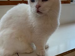 -Let's go狗咖·猫咖·奶狗·桌游(春熙路IFS店)