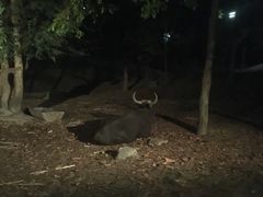 -清迈夜间动物园