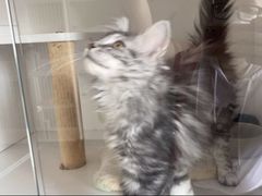 -Bastet sally猫舍购宠(静安店)