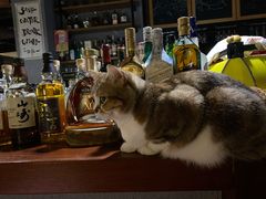 -咖法森林·咖啡  酒吧(天河店)