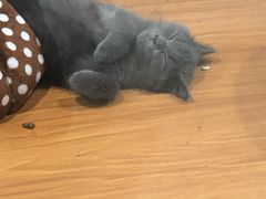 -龟与熊猫宠物公园(南坪店)