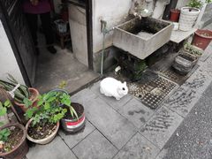 -熊猫一间店欧式奶茶铺