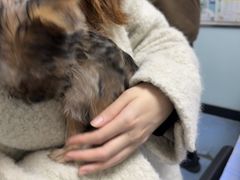 -特一安24小时宠物医院·骨科·中兽医