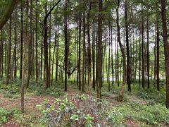 -大奇山国家森林公园