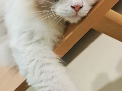 -猫在这儿猫咪咖啡馆·撸猫馆