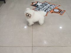 -佳雯宠物医院·皮肤科·内外科(春晓路分院)