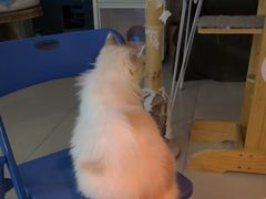 -平行世界·猫咖(首经贸店)