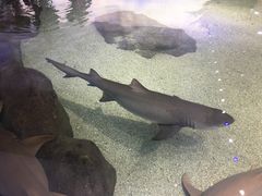 -野山舂·贵州现舂酸汤火锅(鸿通城店)