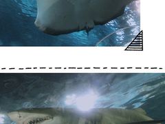 -上海海洋水族馆