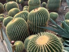 -北京植物园-展览温室