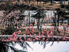 -泰山花样年华景区