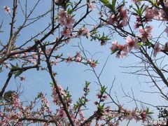 -皇冠幸福里动物奶油生日蛋糕(光谷软件园店)