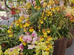 -上海鲜花港