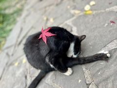 -秋霞圃