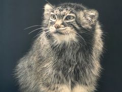 -青藏高原野生动物园