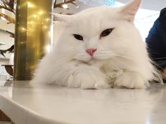 -飞行喵MR PILOT|猫舍·猫咖(静安大融城店)