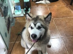 -李小姐の猫咖啡馆(五角场店)