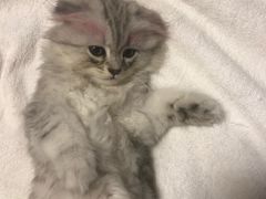 -喜多萌中农锦绣动物医院24H·猫科·牙科MRI·CT