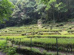 -龙井村