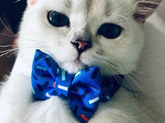 -东方名猫馆·英短金渐层布偶猫舍(环线广场1号楼店)