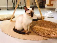 -Heymao猫咖.咖啡厅(东门店)