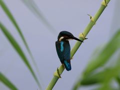 -重庆彩云湖湿地公园