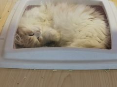 -爪爪喵星球·猫舍(前海卓越店)