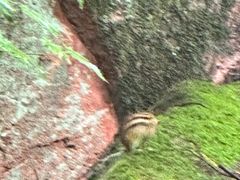 -五女峰国家森林公园