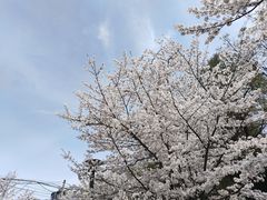 -顾村公园